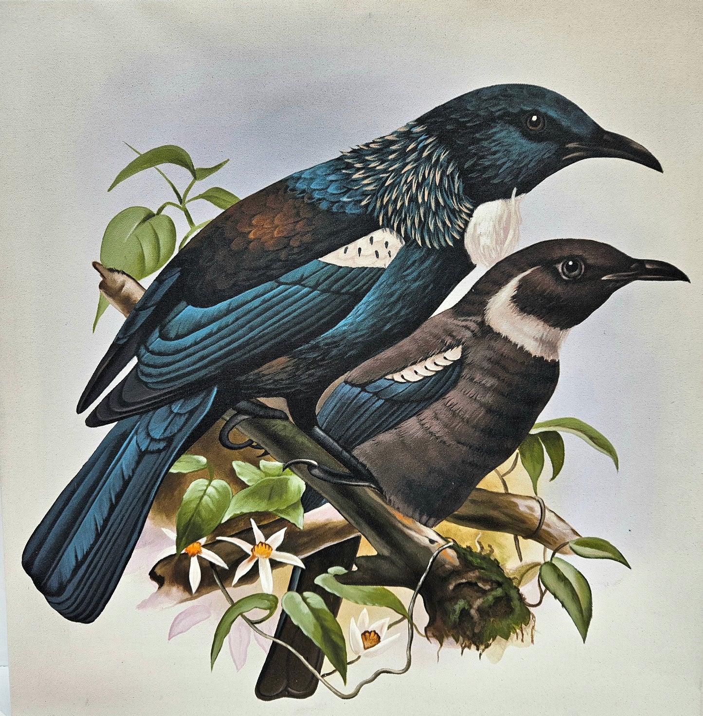 Two Tui Birds 80CM X 80CM