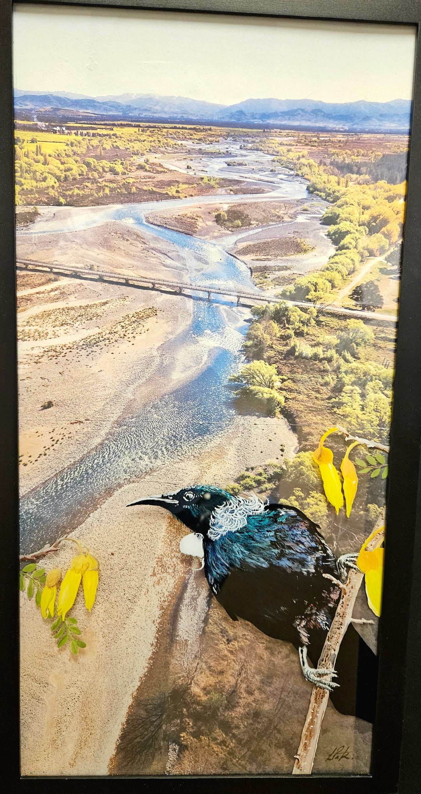 NZ Tui High In The Kowhai Tree