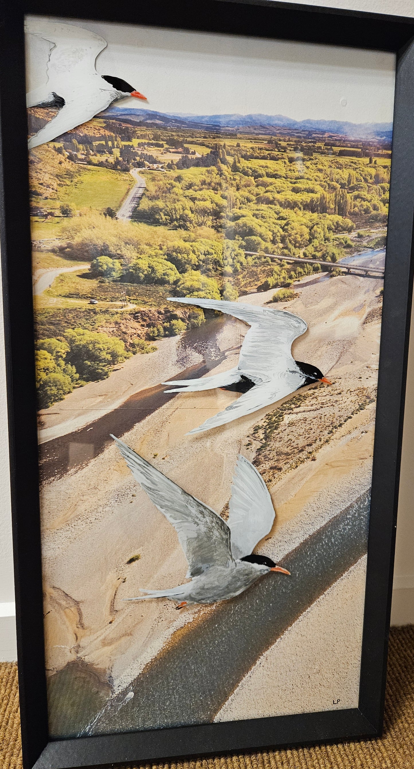 NZ Fairy Tern Flying Over The Hurinui River