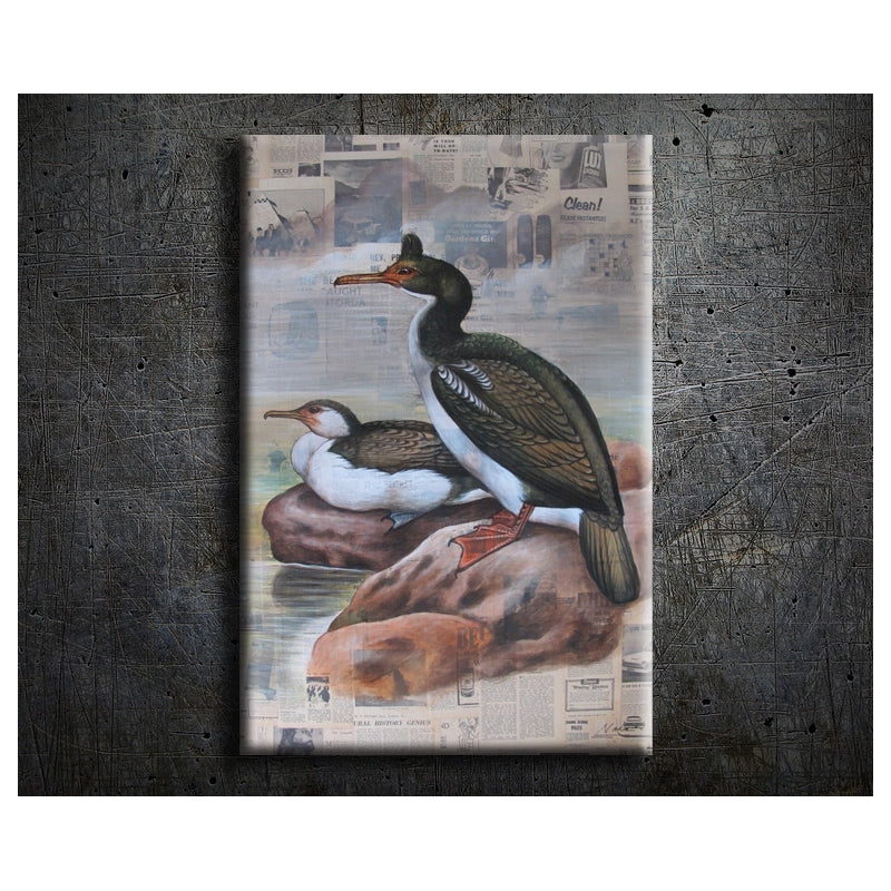 Pied +Emperor Shags - Unframed 70CM X 110CM